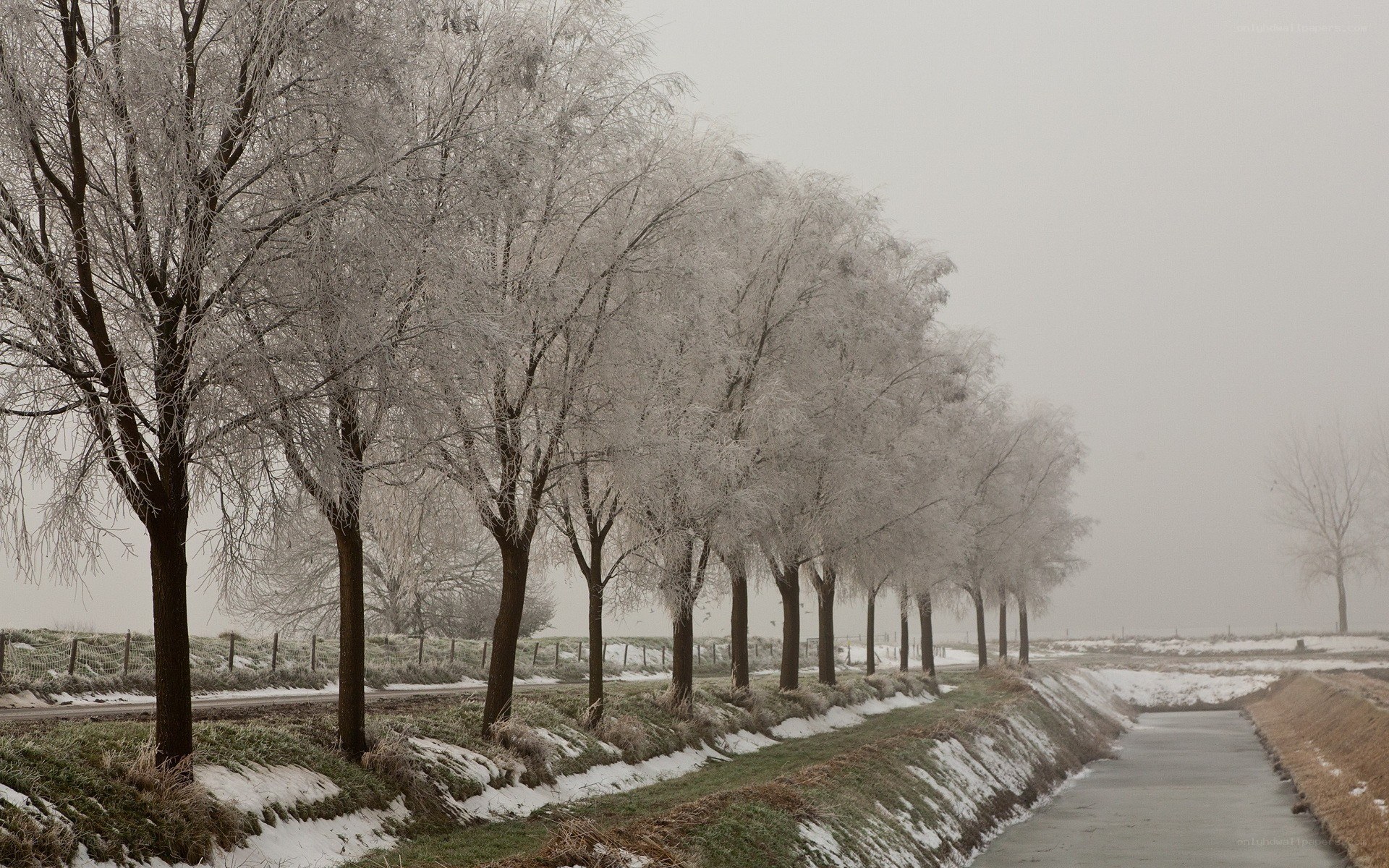 Frost-covered trees in winter