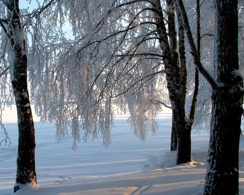 Frost-covered trees in winter