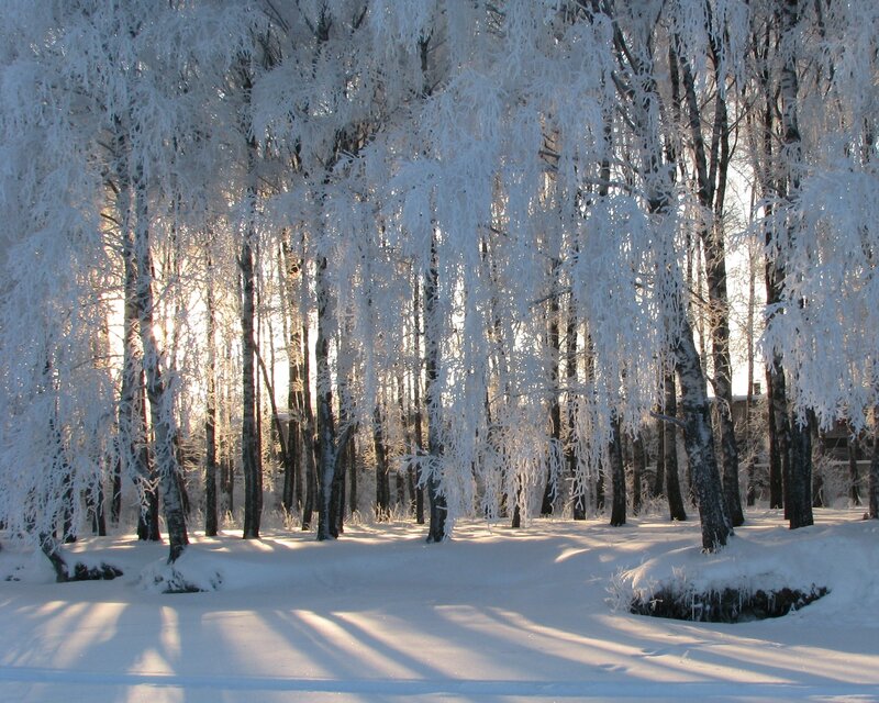 frost-covered trees in winter