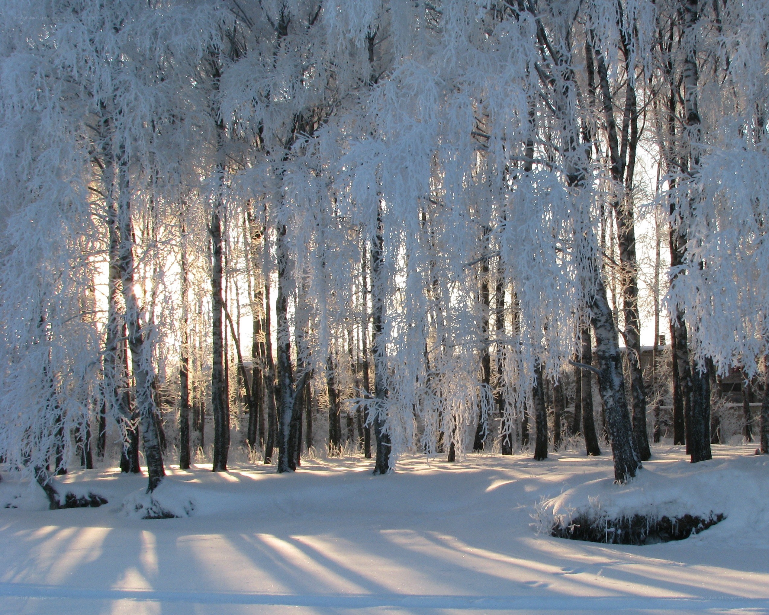 frost-covered trees in winter