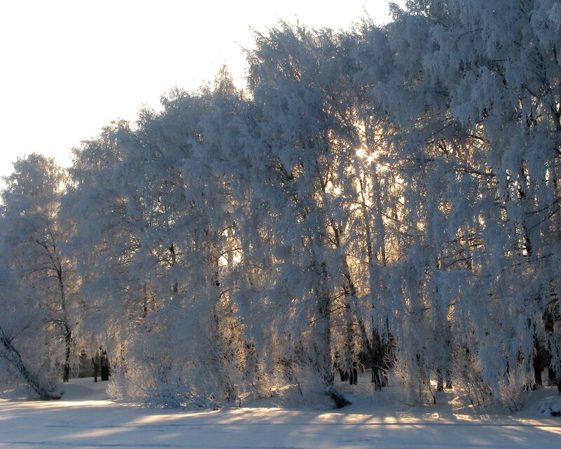Frost-covered trees in winter