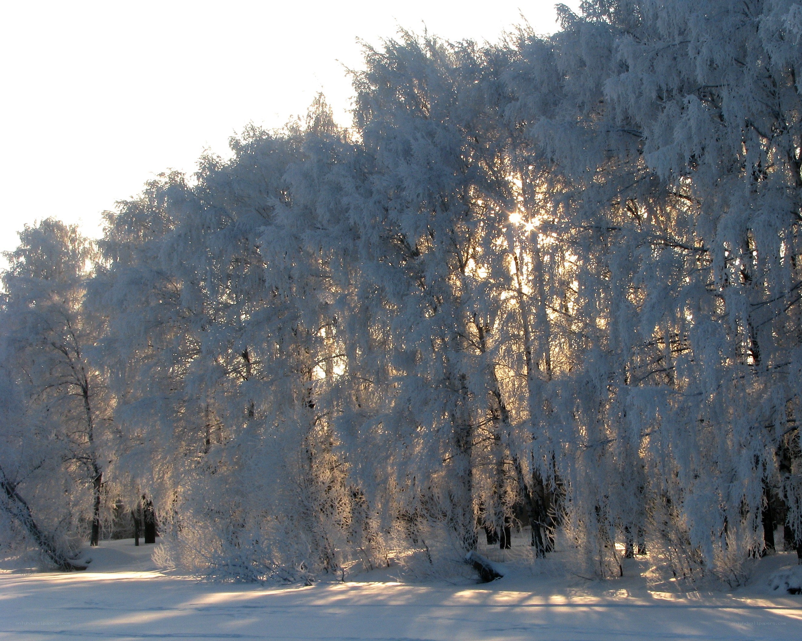 Frost-covered trees in winter