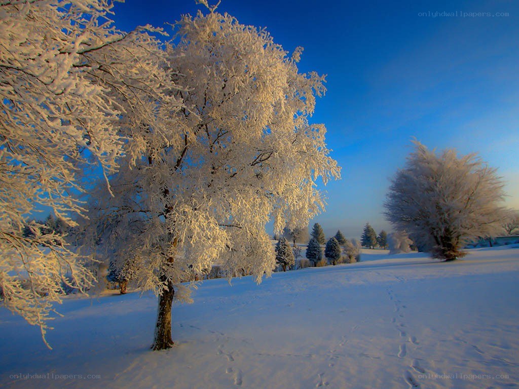 Frost-covered trees in winter