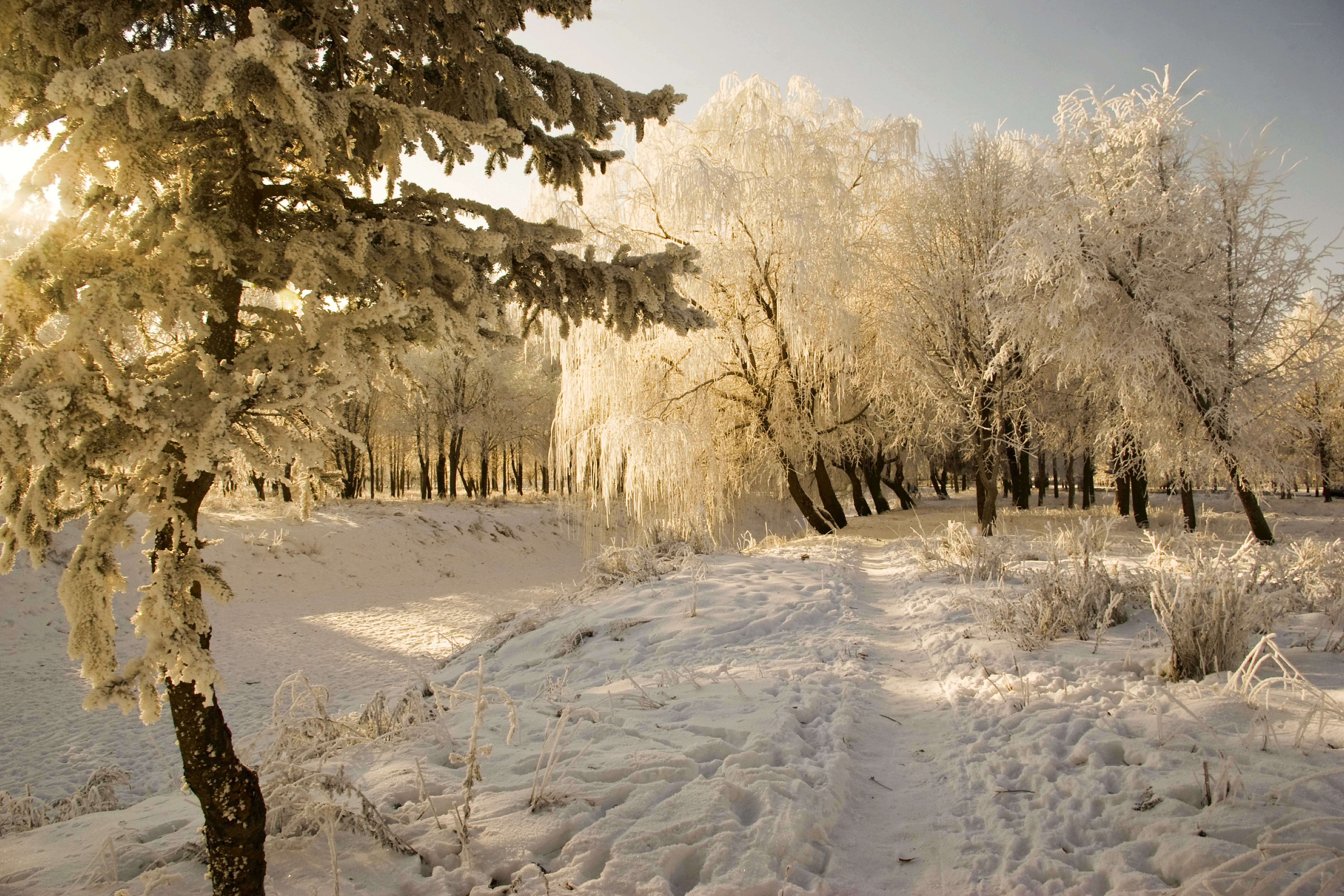frost-covered trees in winter