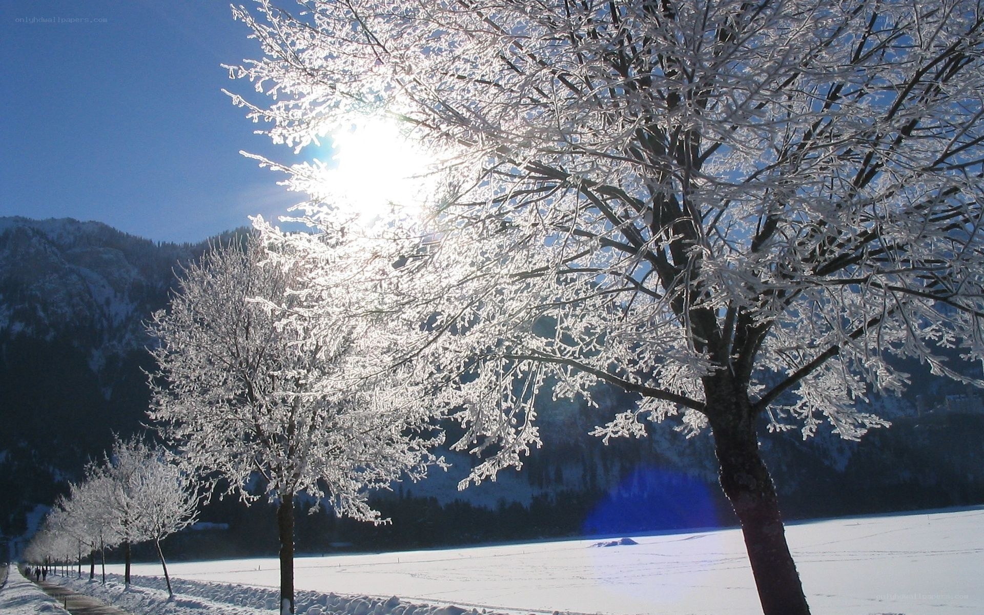 Frost-covered trees in winter