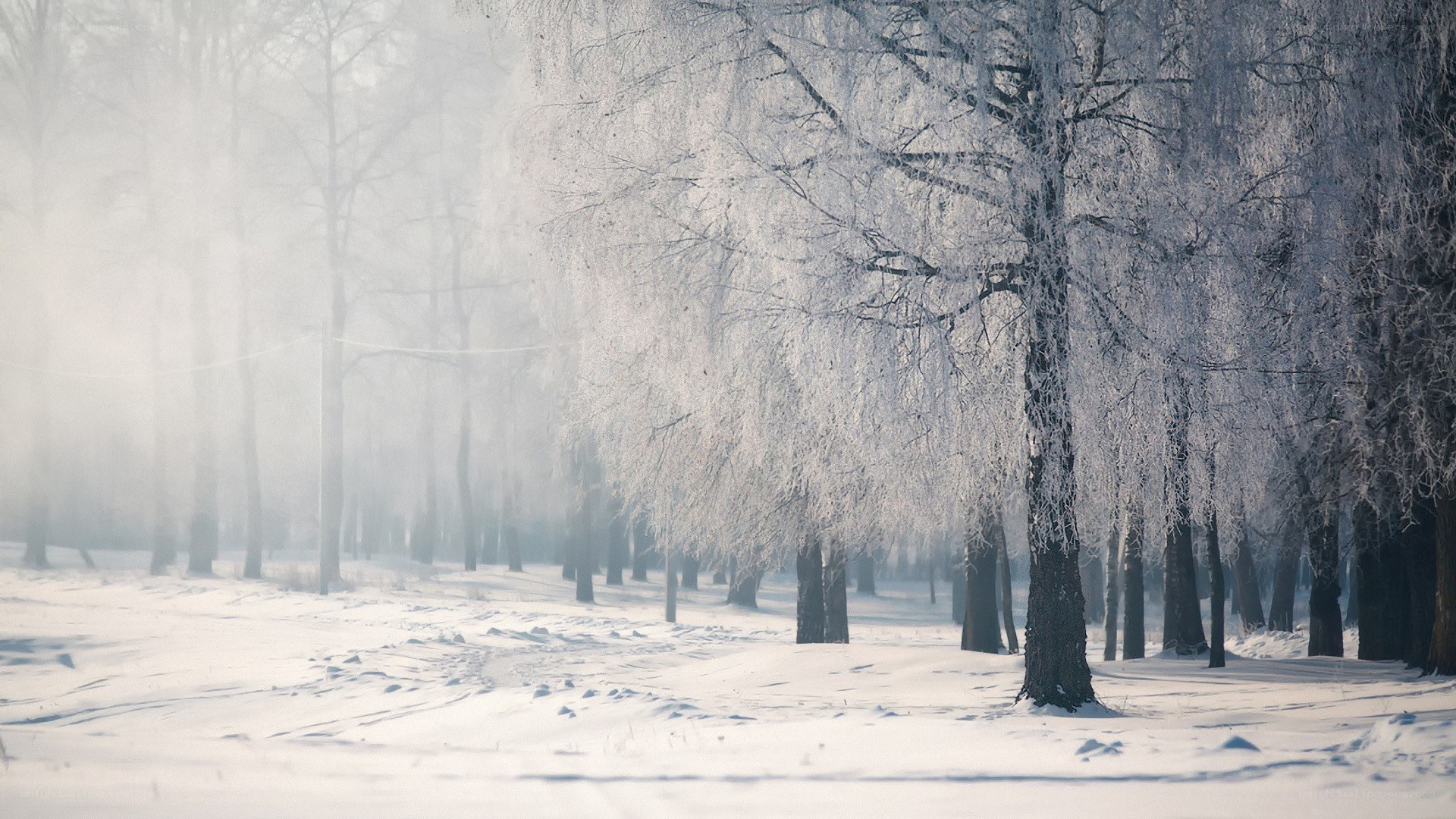 frost-covered trees in winter