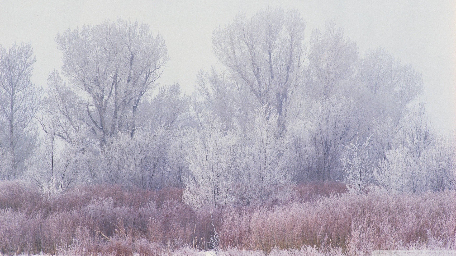 frost-covered trees in winter