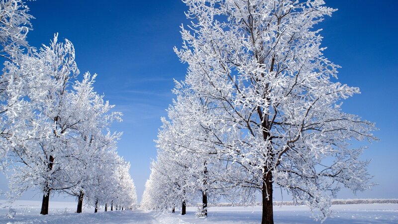 frost-covered trees in winter