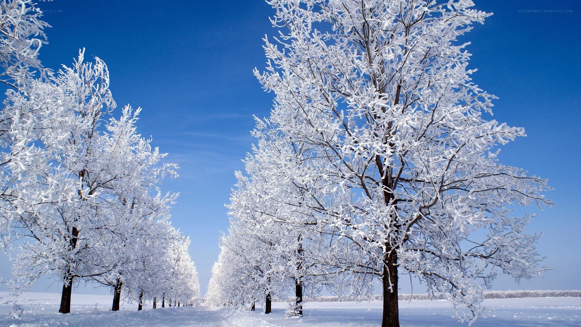 frost-covered trees in winter