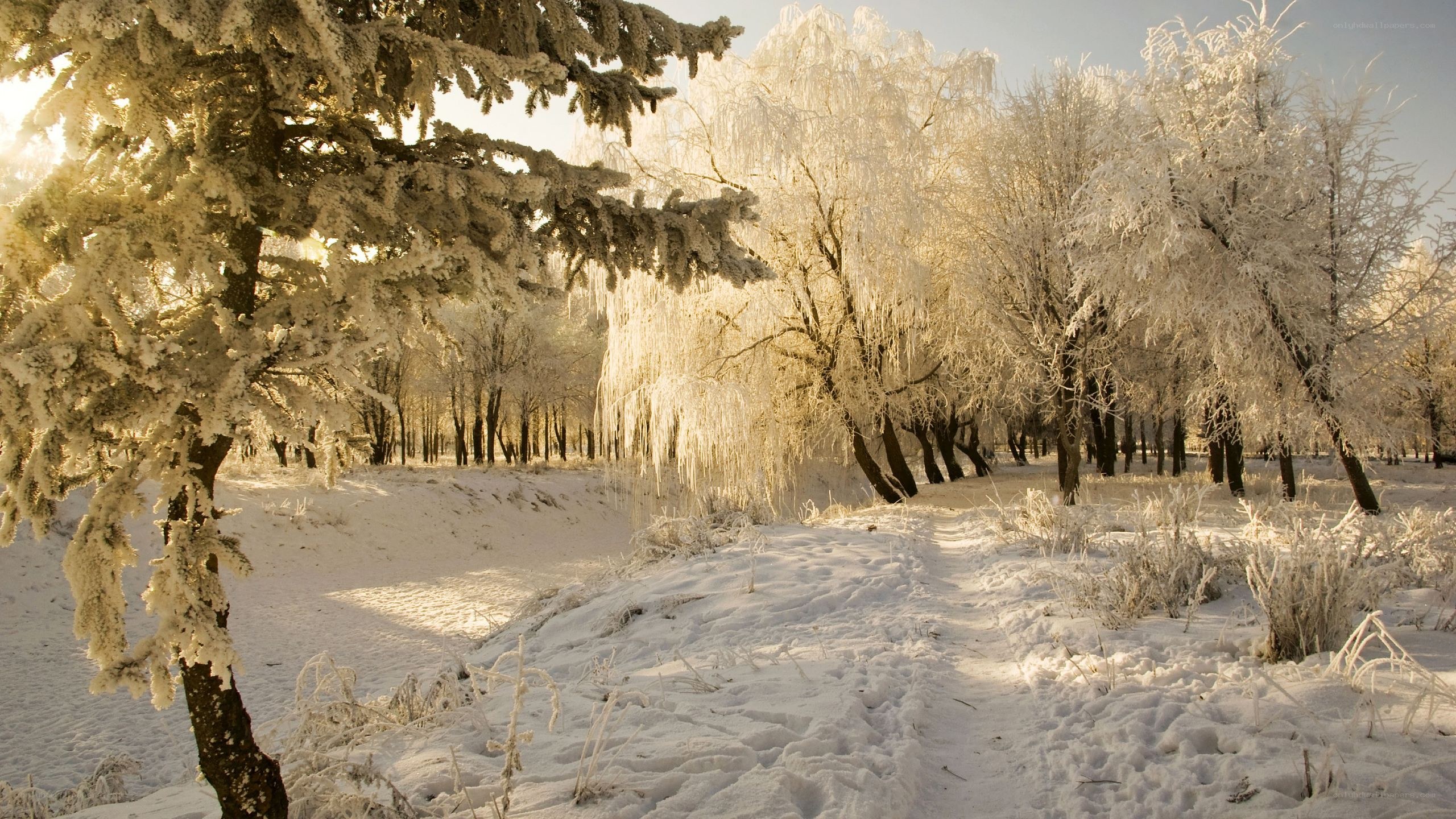 frost-covered trees in winter