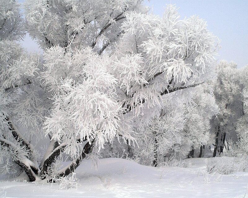 Frost-covered trees in winter
