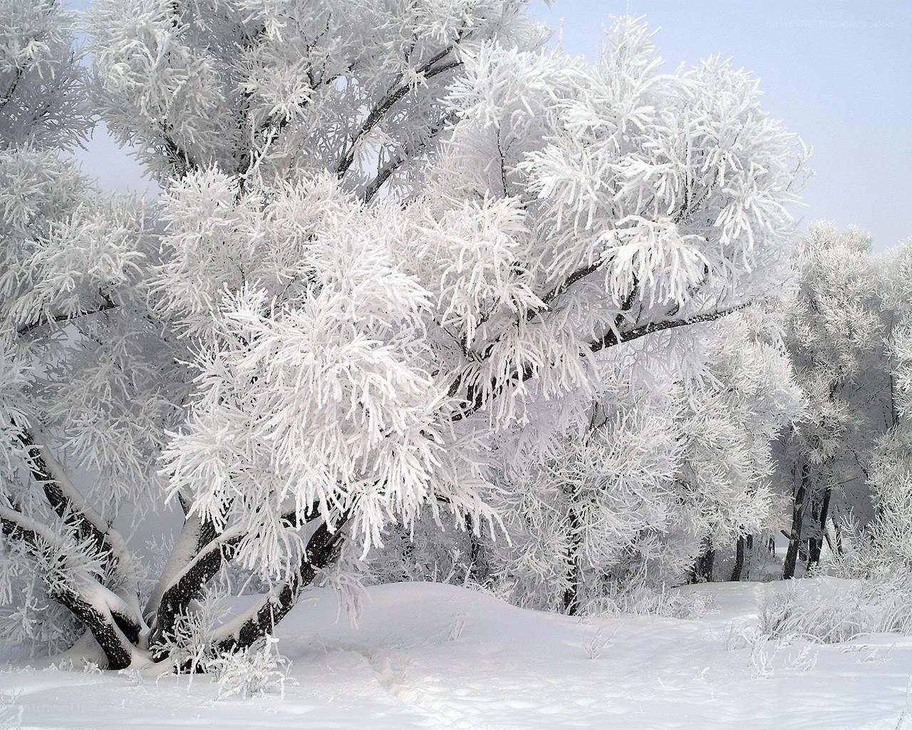 Frost-covered trees in winter