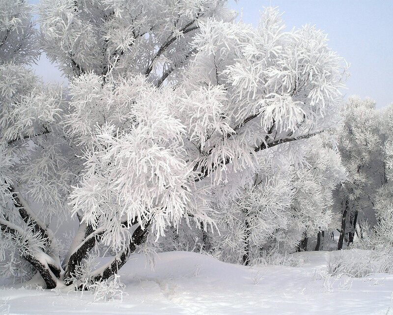 Frost-covered trees in winter