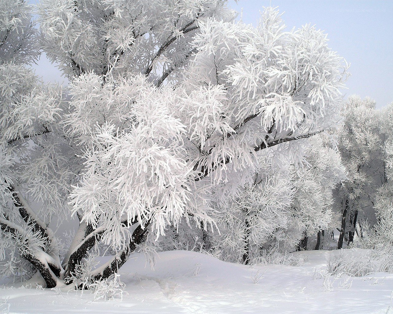Frost-covered trees in winter