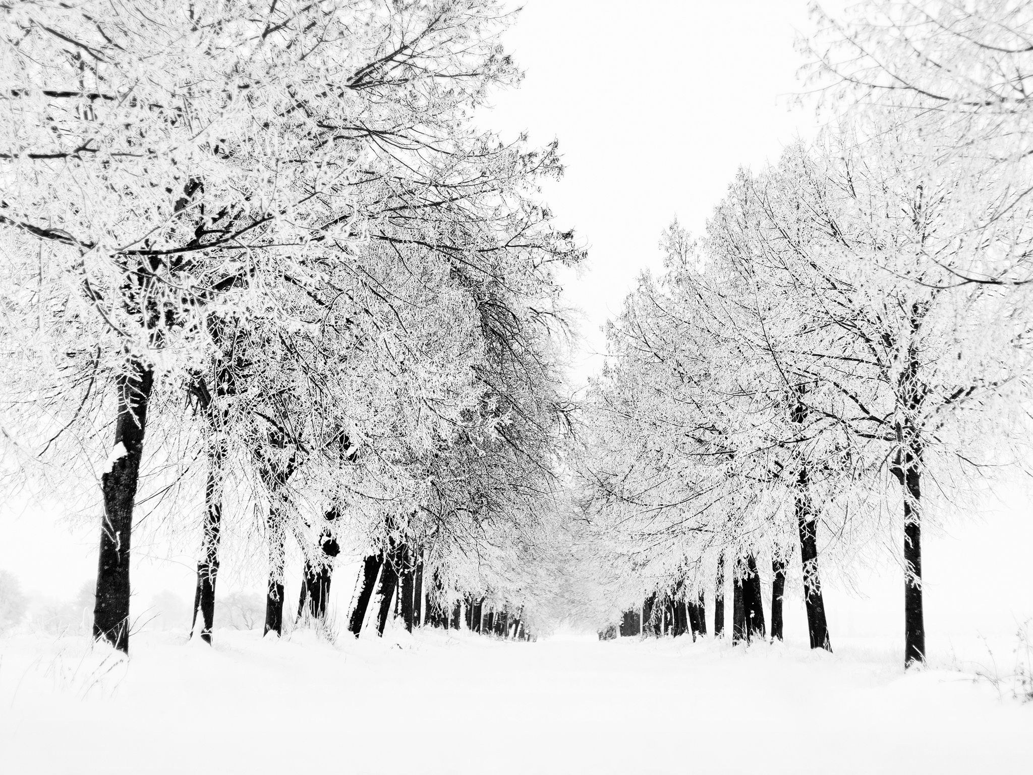 frost-covered trees in winter