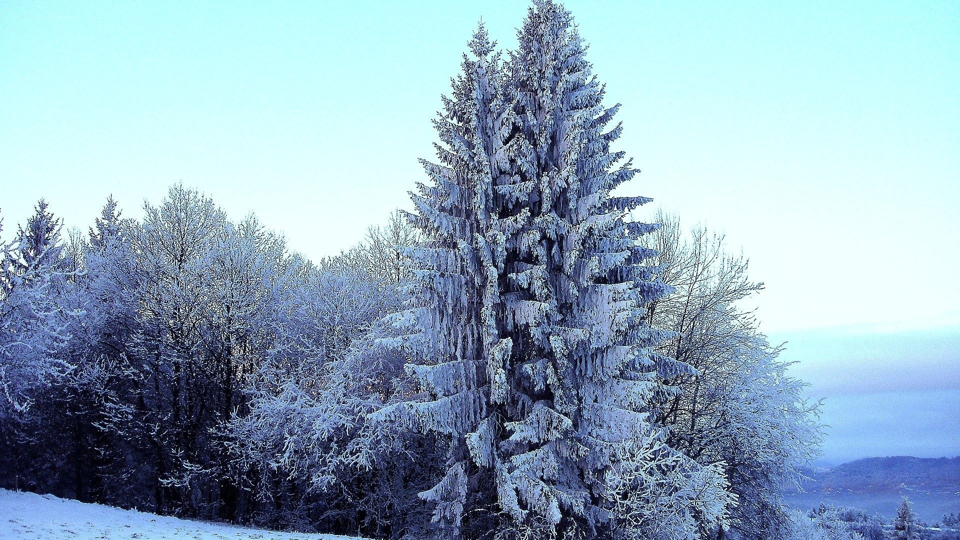 Frost-covered trees in winter