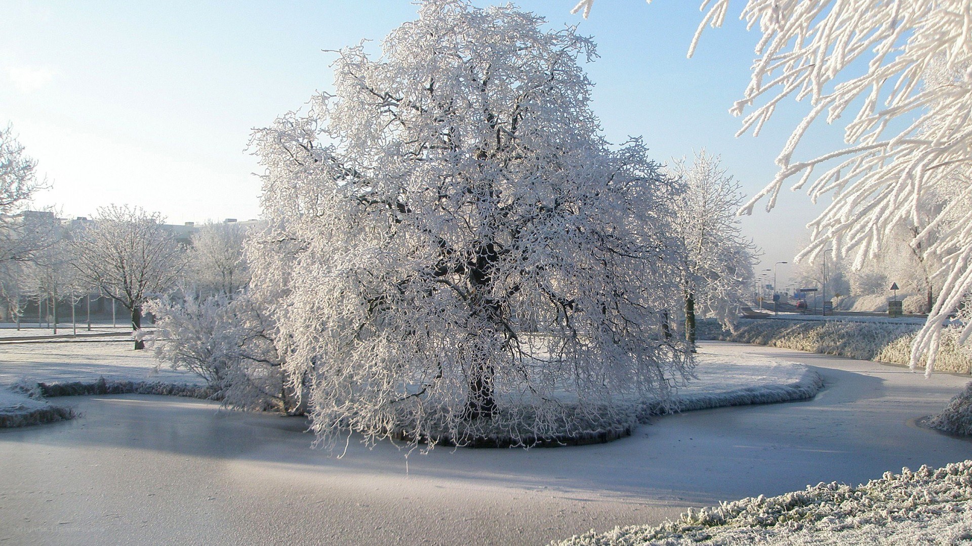 frost-covered trees in winter