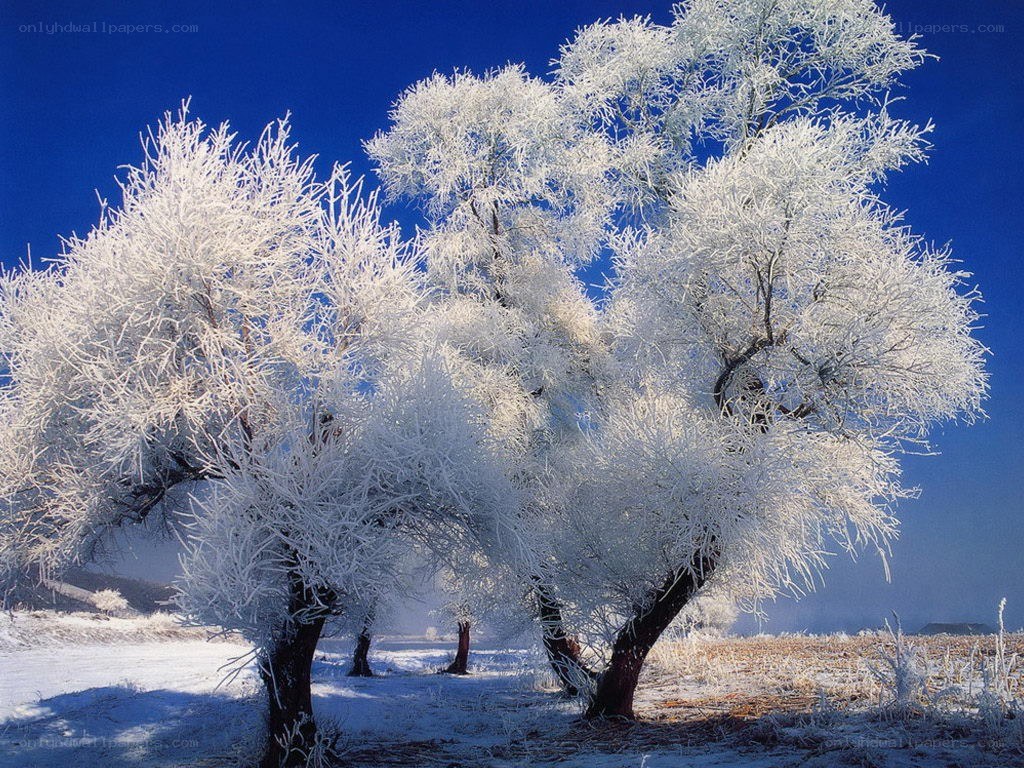 Frost-covered trees in winter
