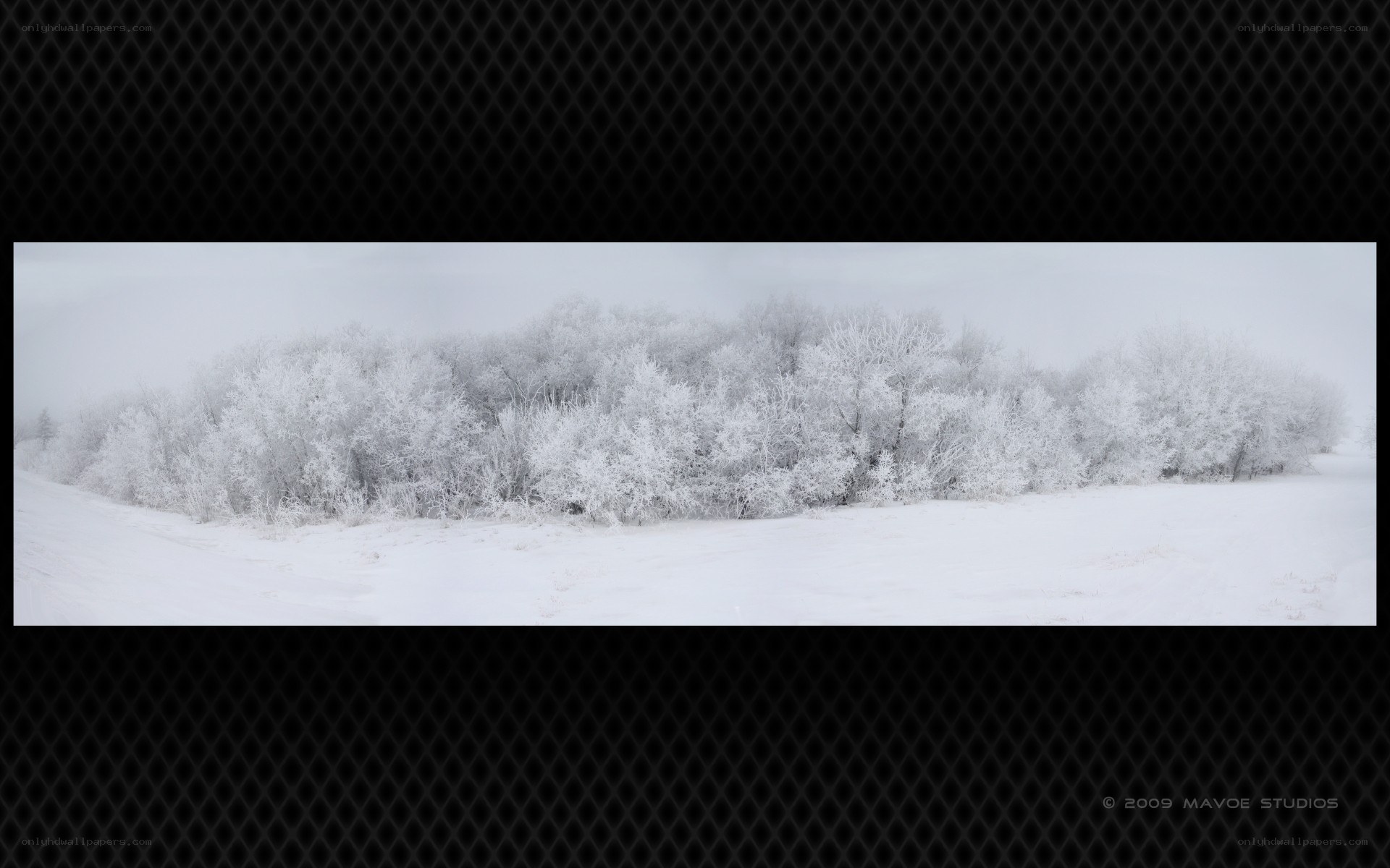 frost-covered trees in winter