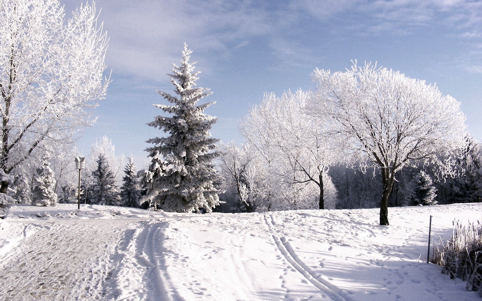 frost-covered trees in winter