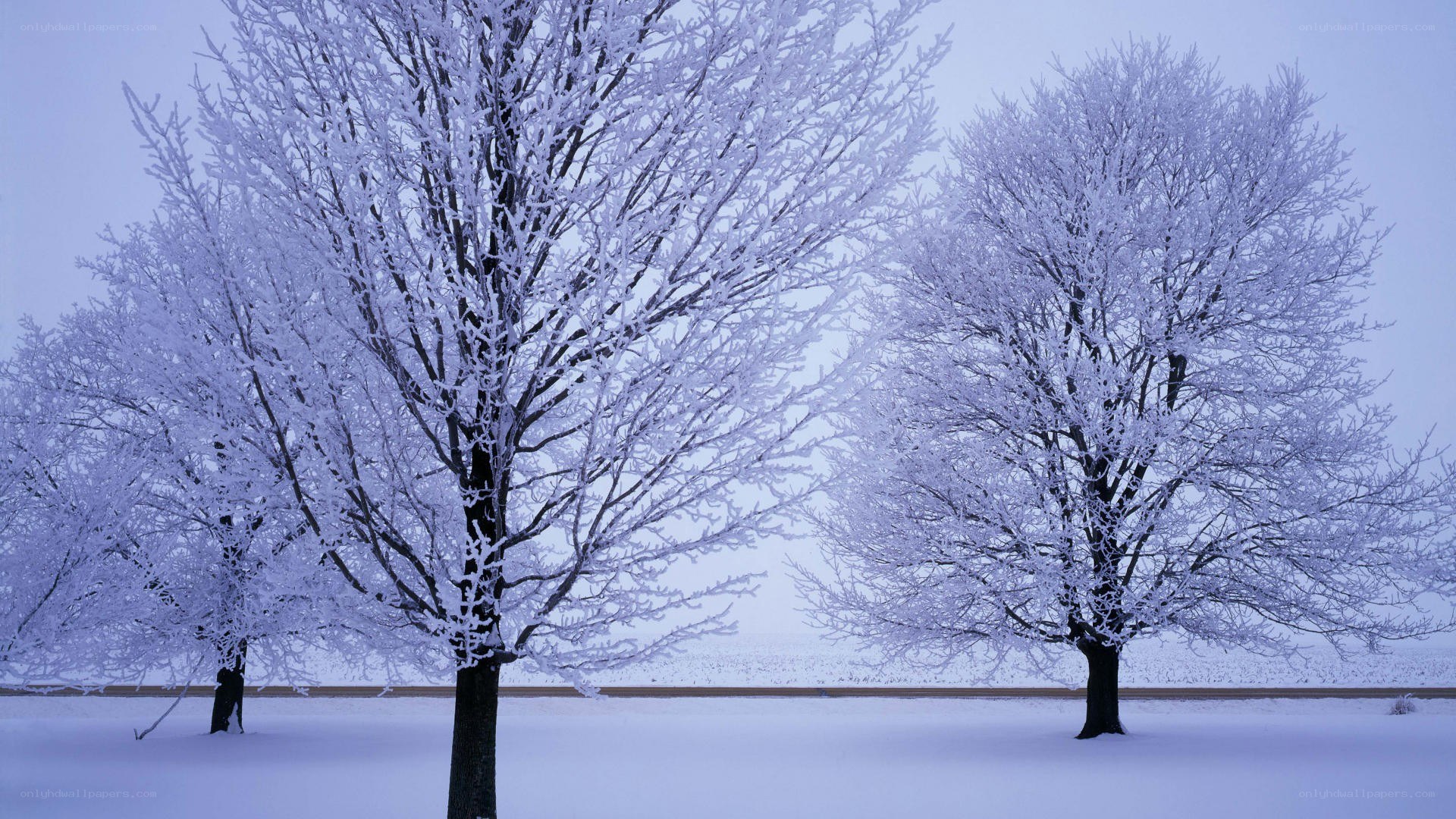 frost-covered trees in winter