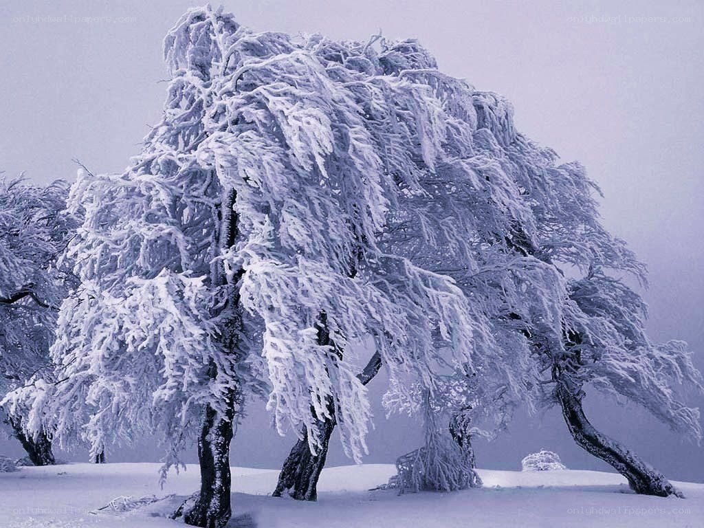 Frost-covered trees in winter