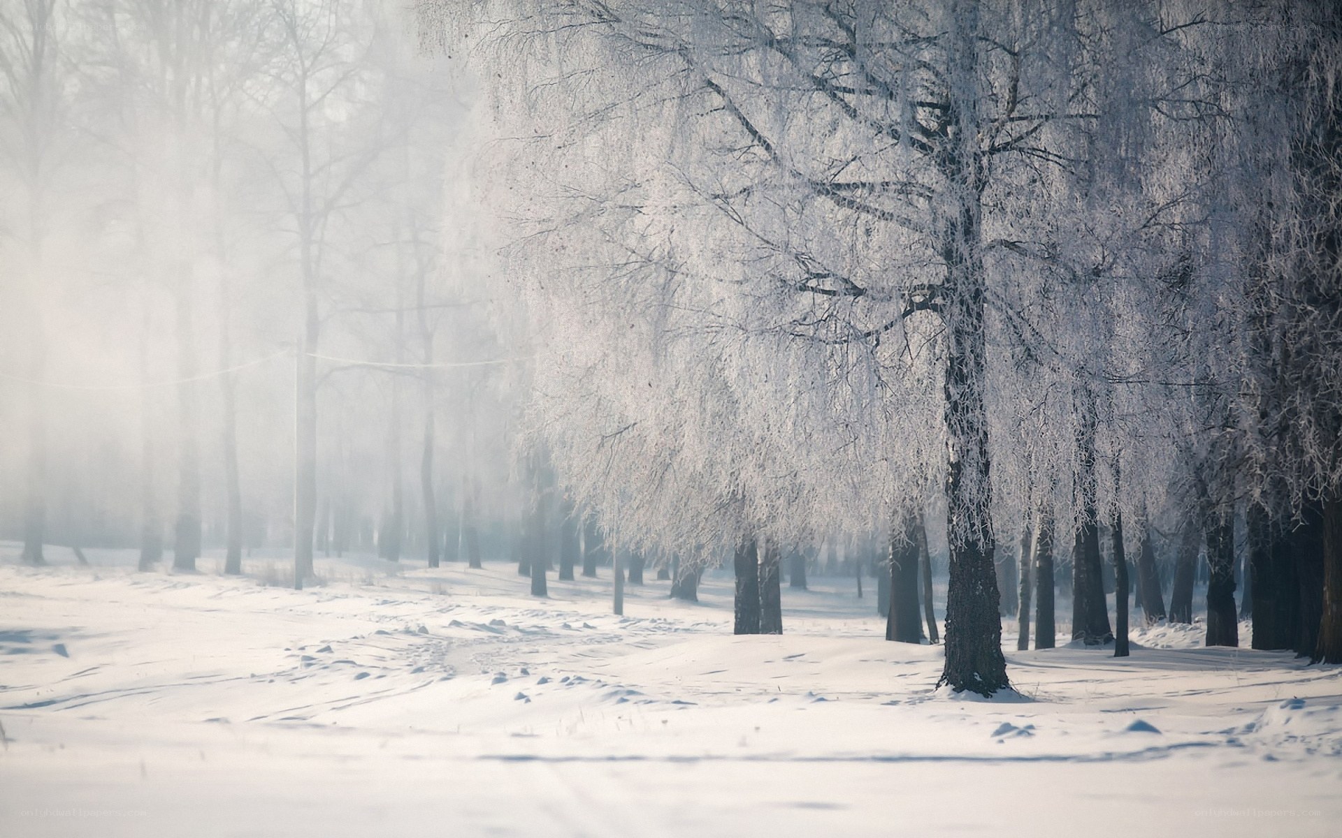 Frost-covered trees in winter