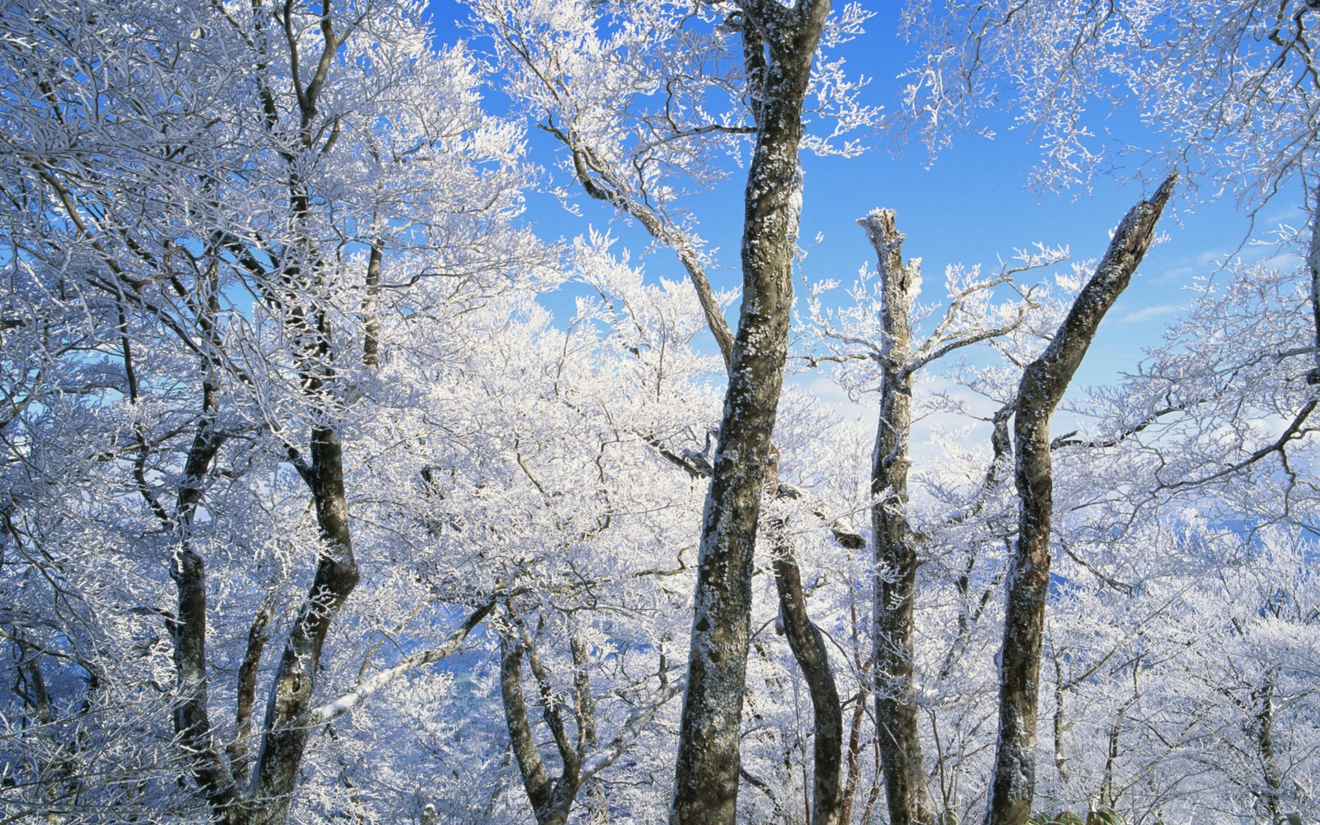 Frost-covered trees in winter