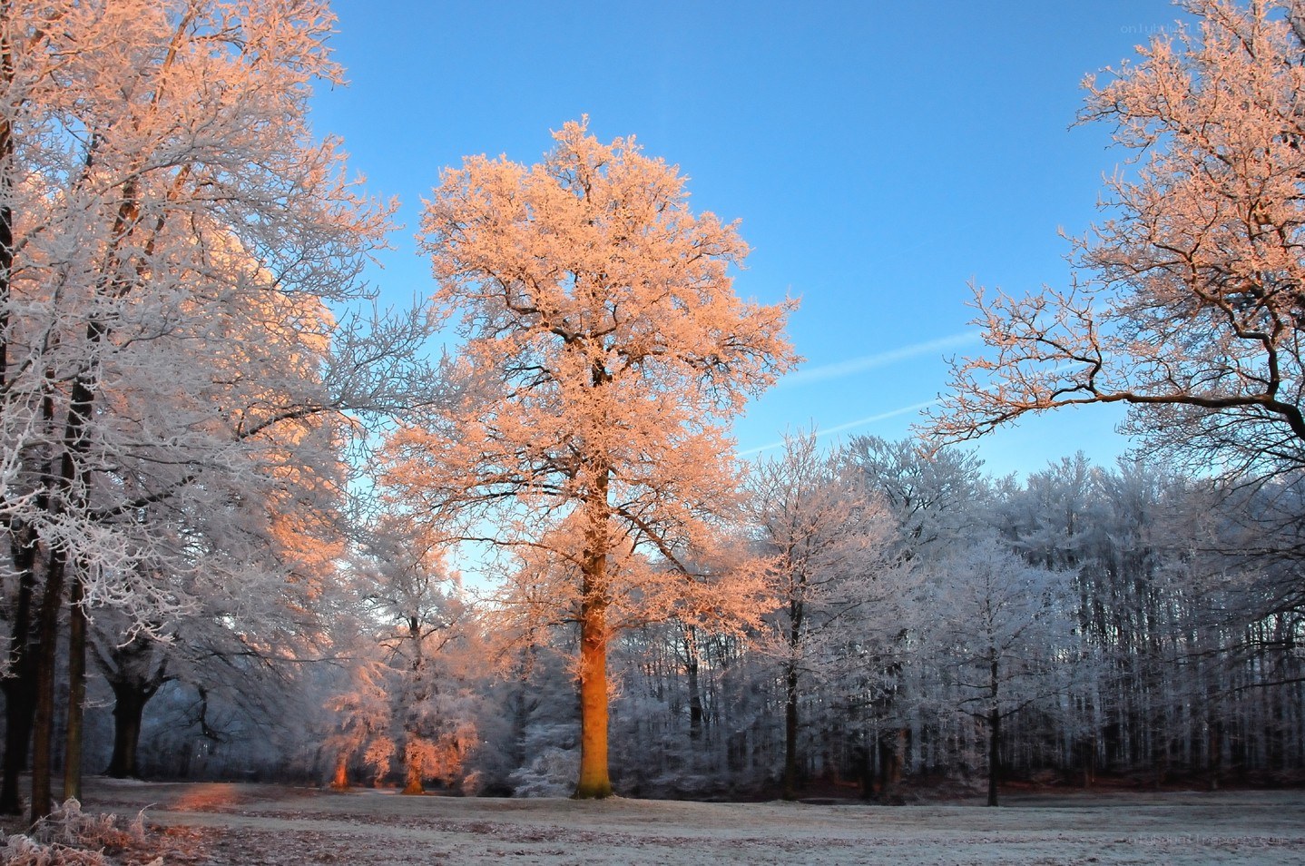 Frost-covered trees in winter