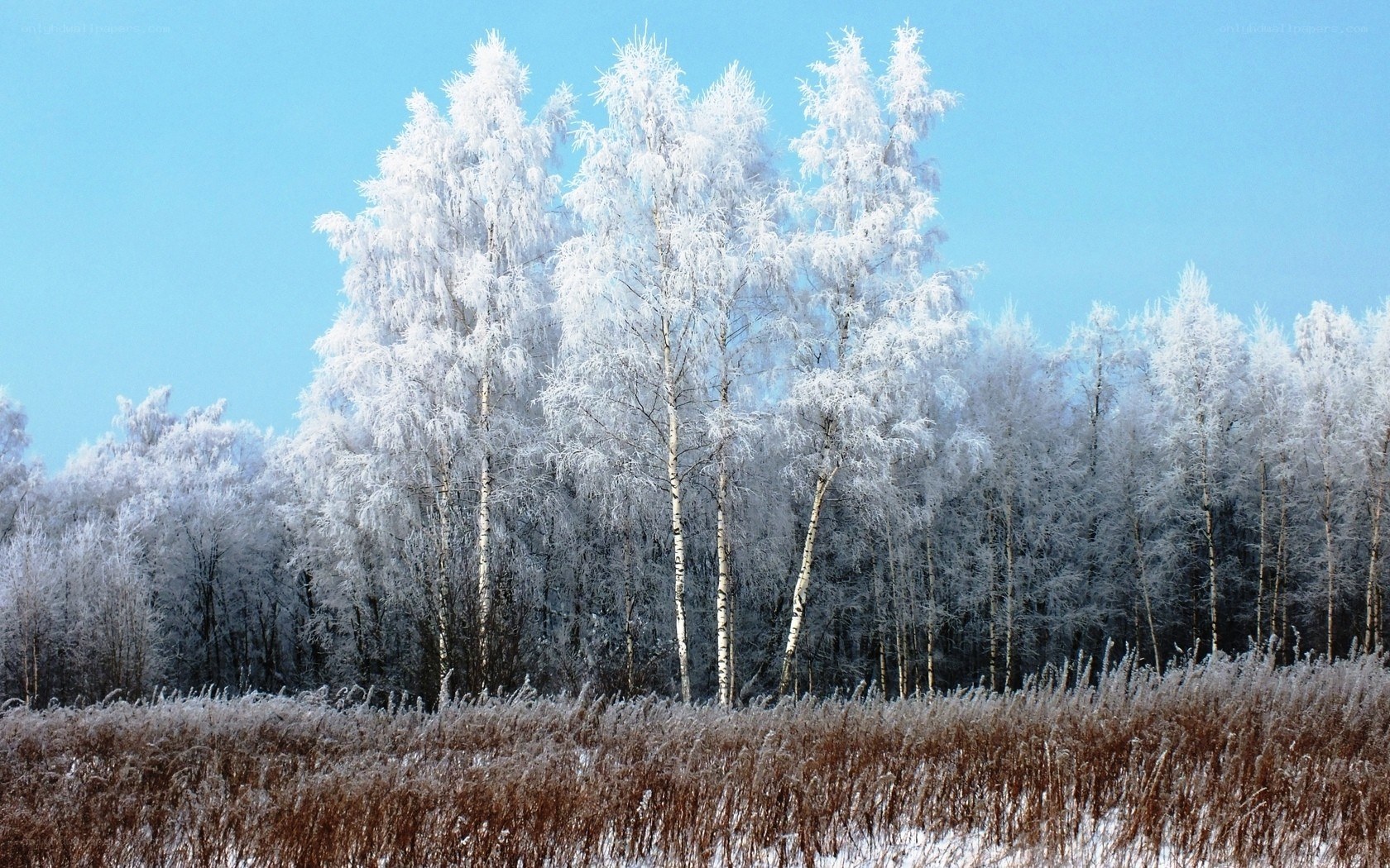 frost-covered trees in winter