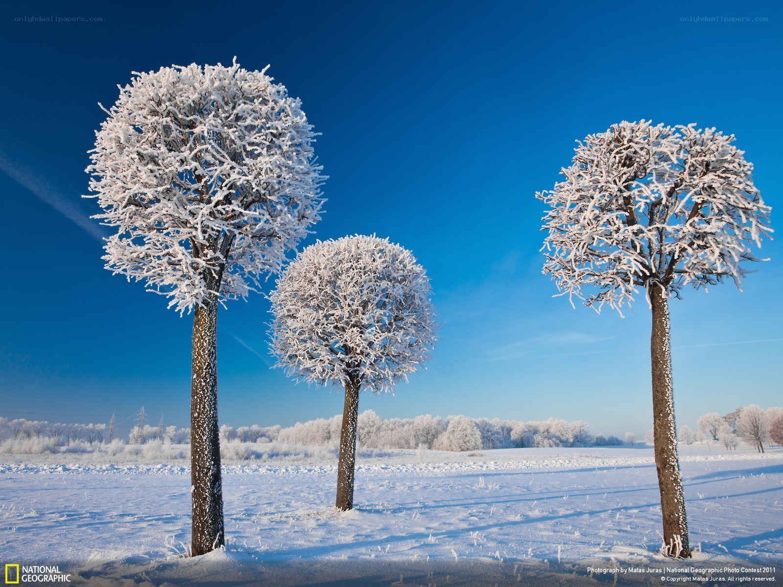 Frost-covered trees in winter