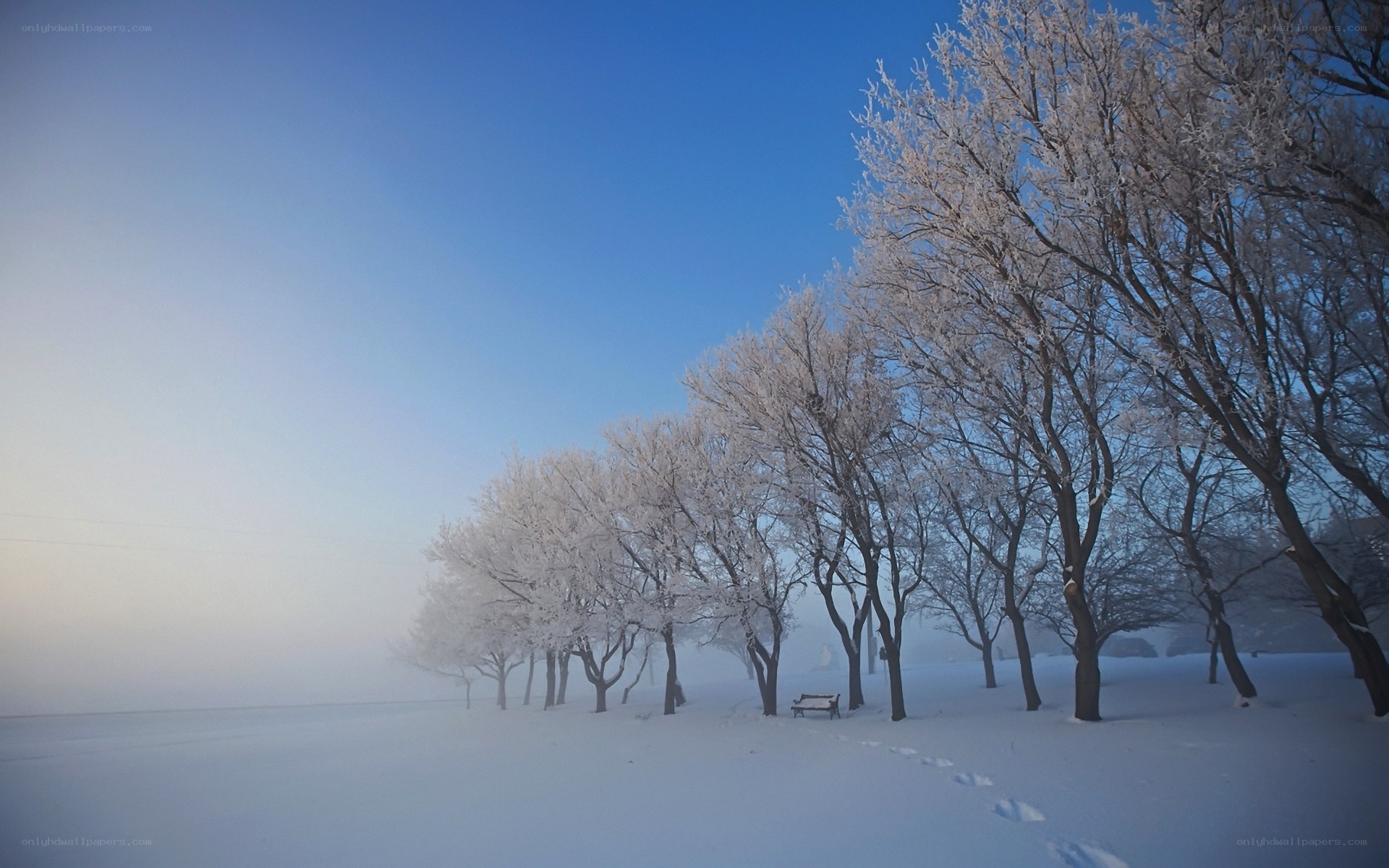 Frost-covered trees in winter