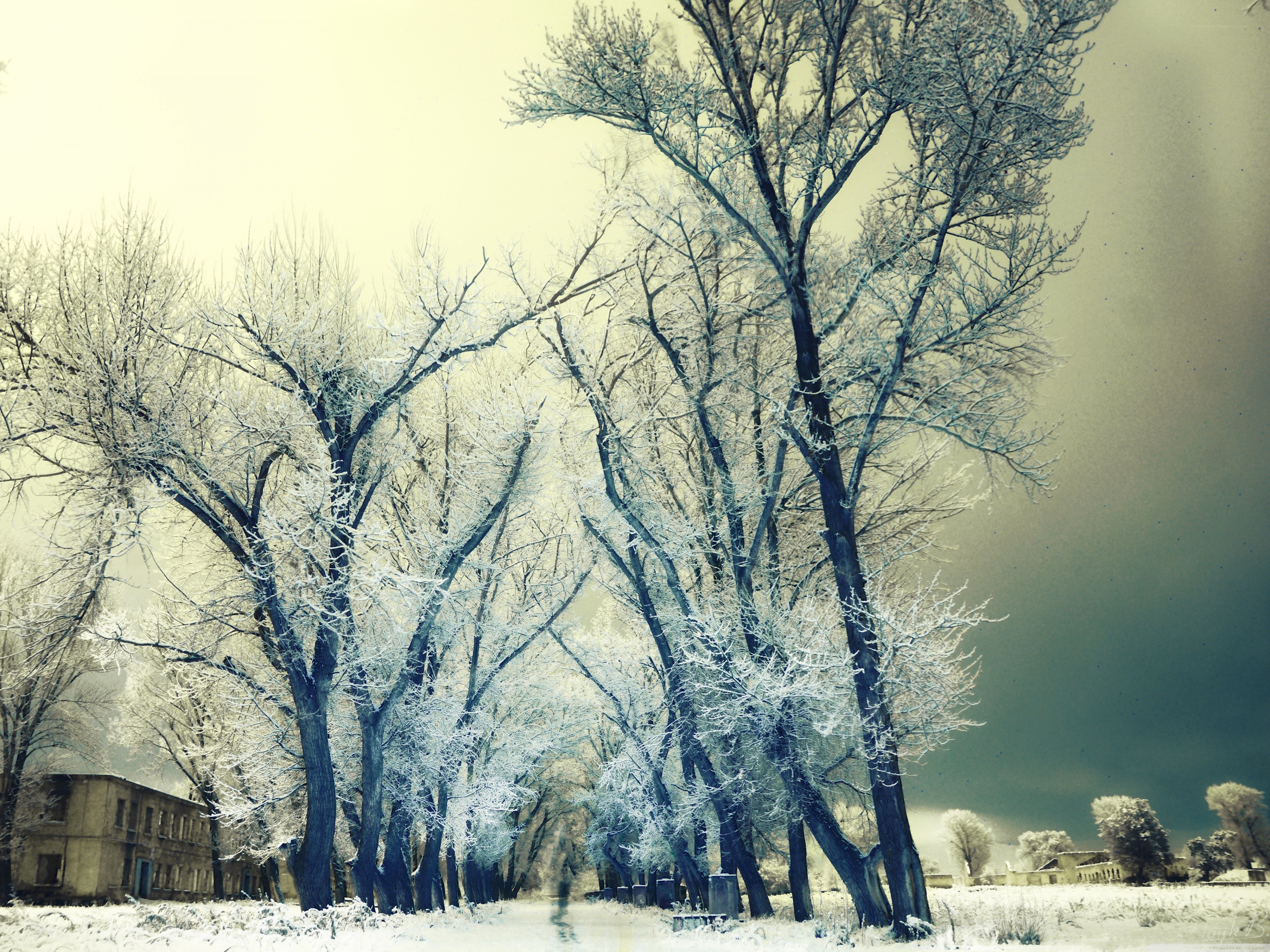 frost-covered trees in winter