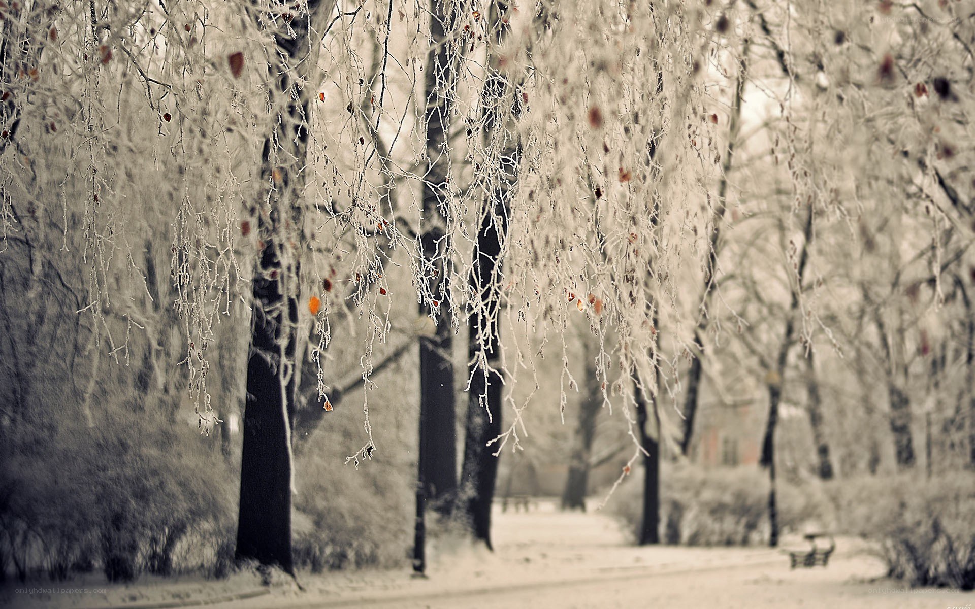 frost-covered trees in winter