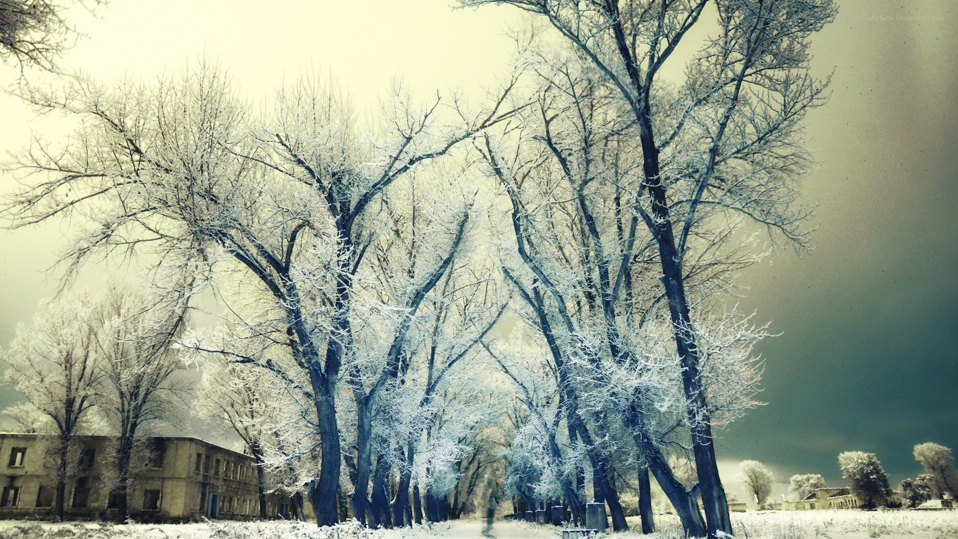 frost-covered trees in winter