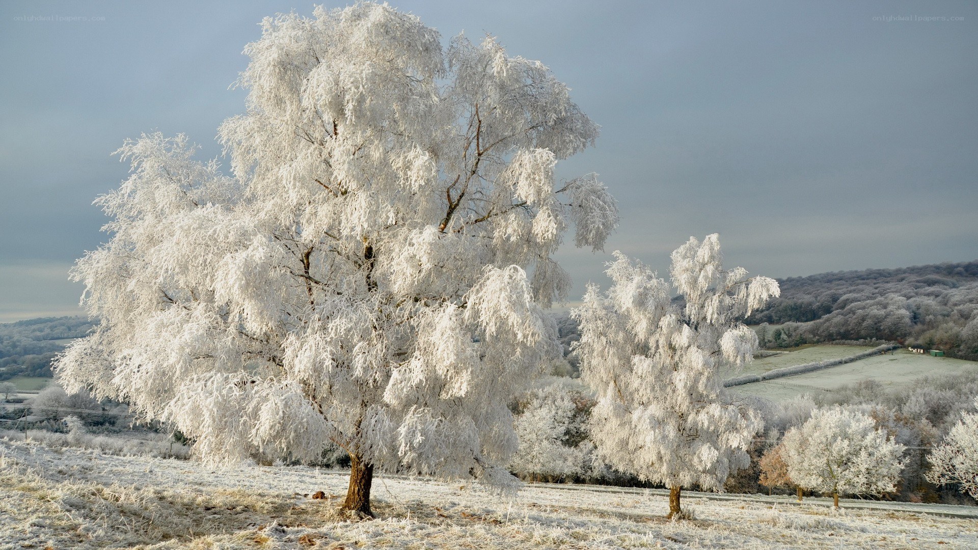 Frost-covered trees in winter