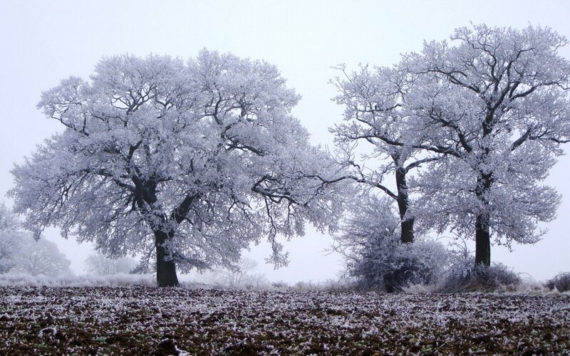 frost-covered trees in winter