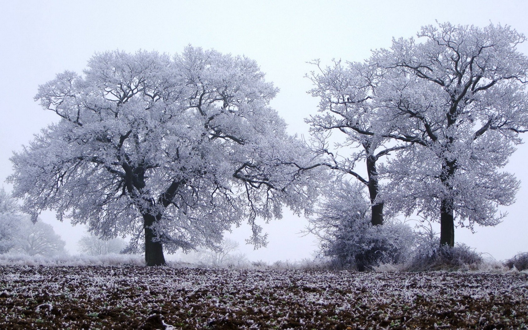 frost-covered trees in winter