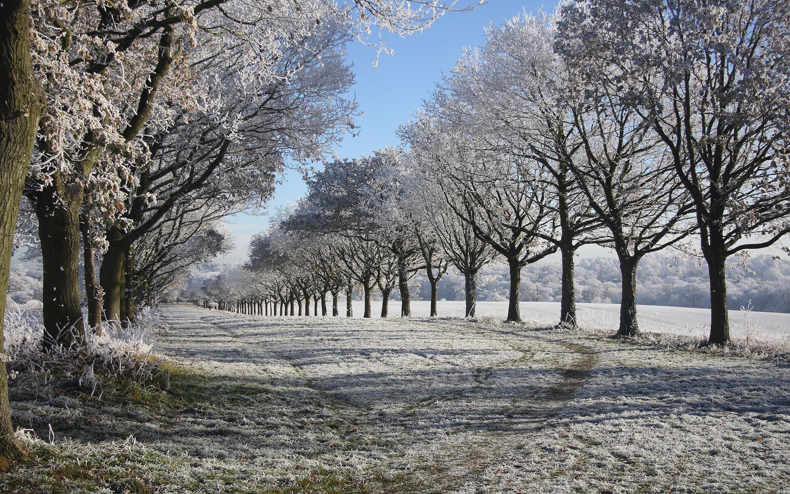 Frost-covered trees in winter