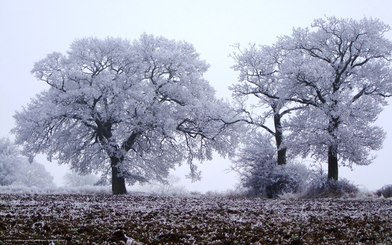 Frost-covered trees in winter