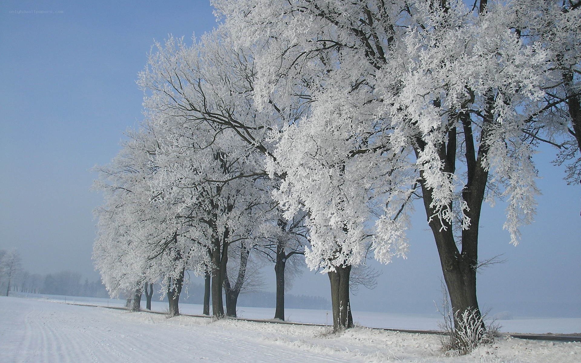 frost-covered trees in winter