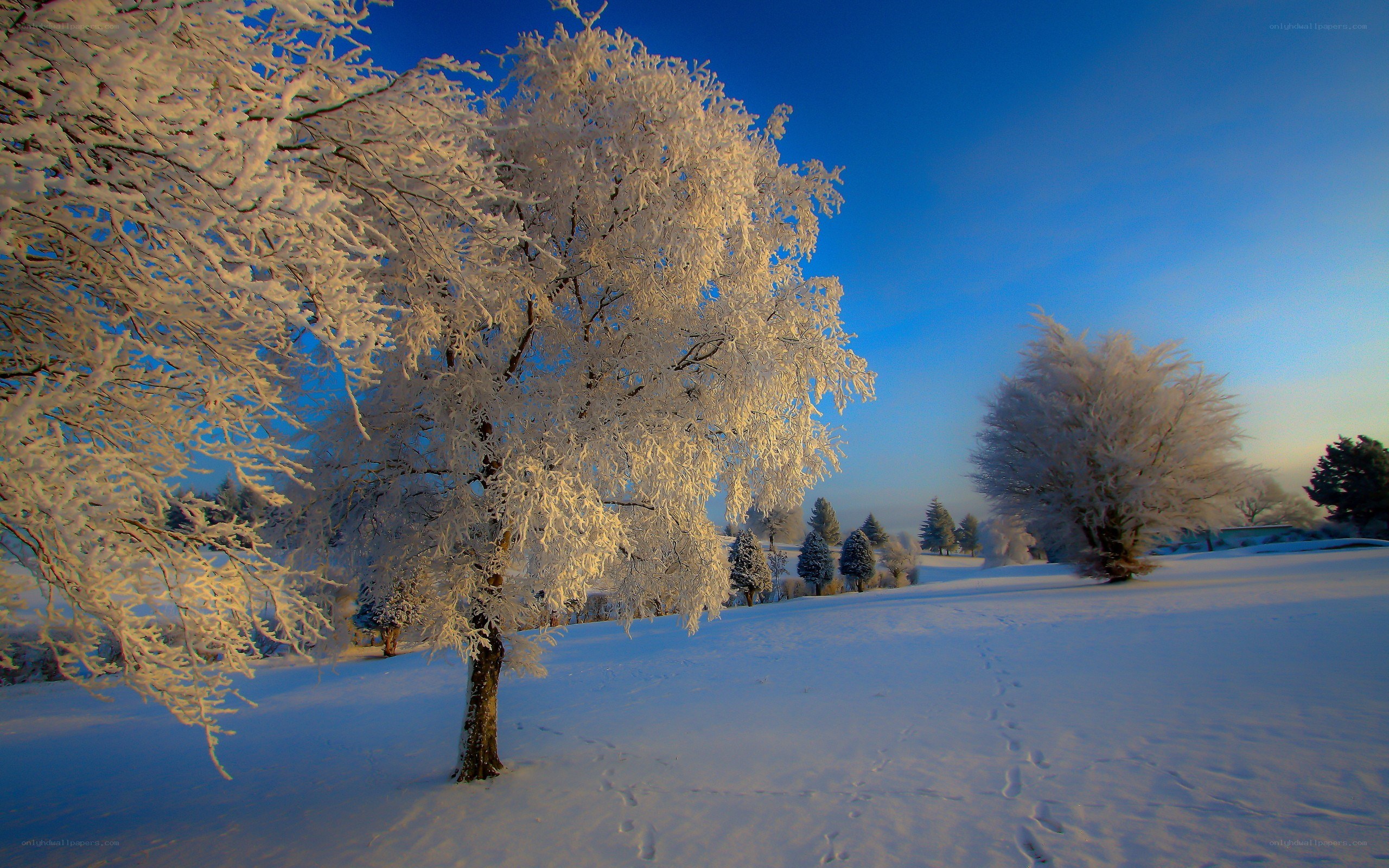Frost-covered trees in winter