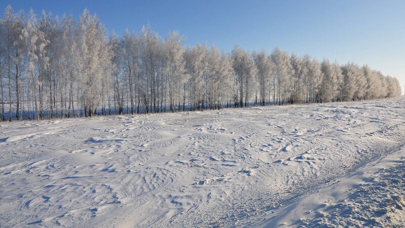 frost-covered trees in winter