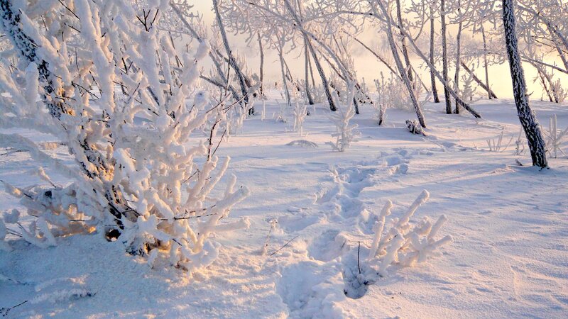 frost-covered trees in winter
