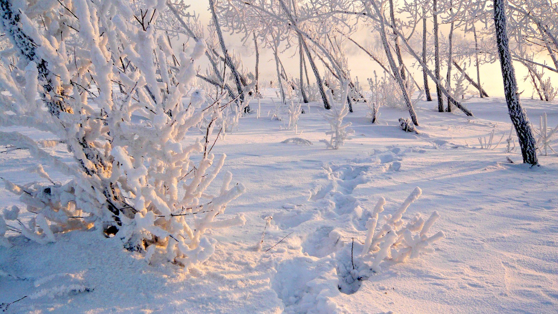 frost-covered trees in winter