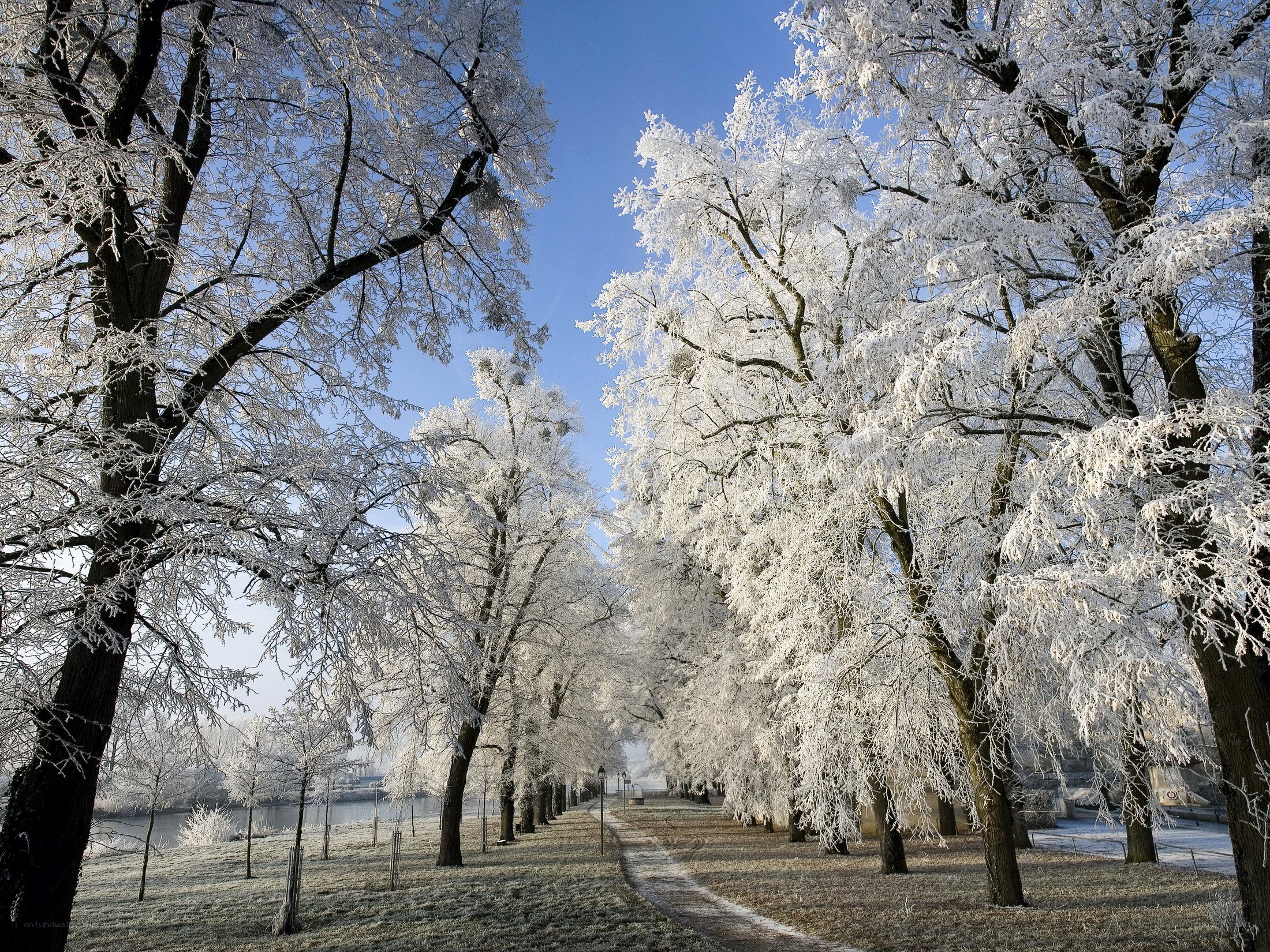 Frost-covered trees in winter