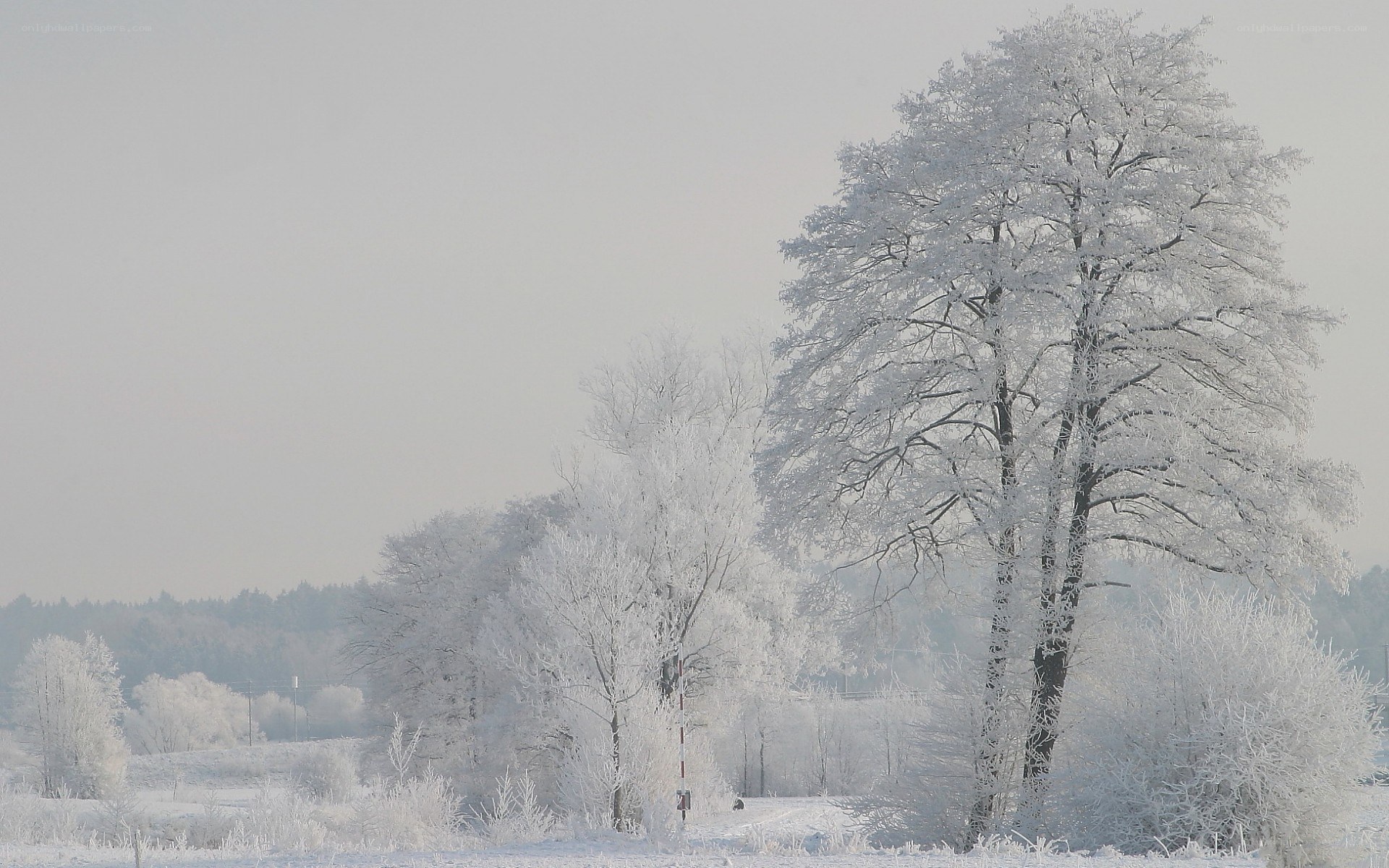 Frost-covered trees in winter