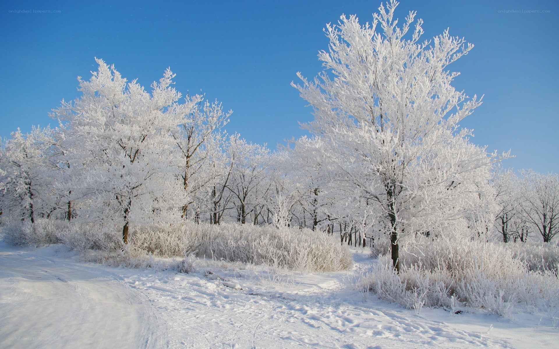 Frost-covered trees in winter