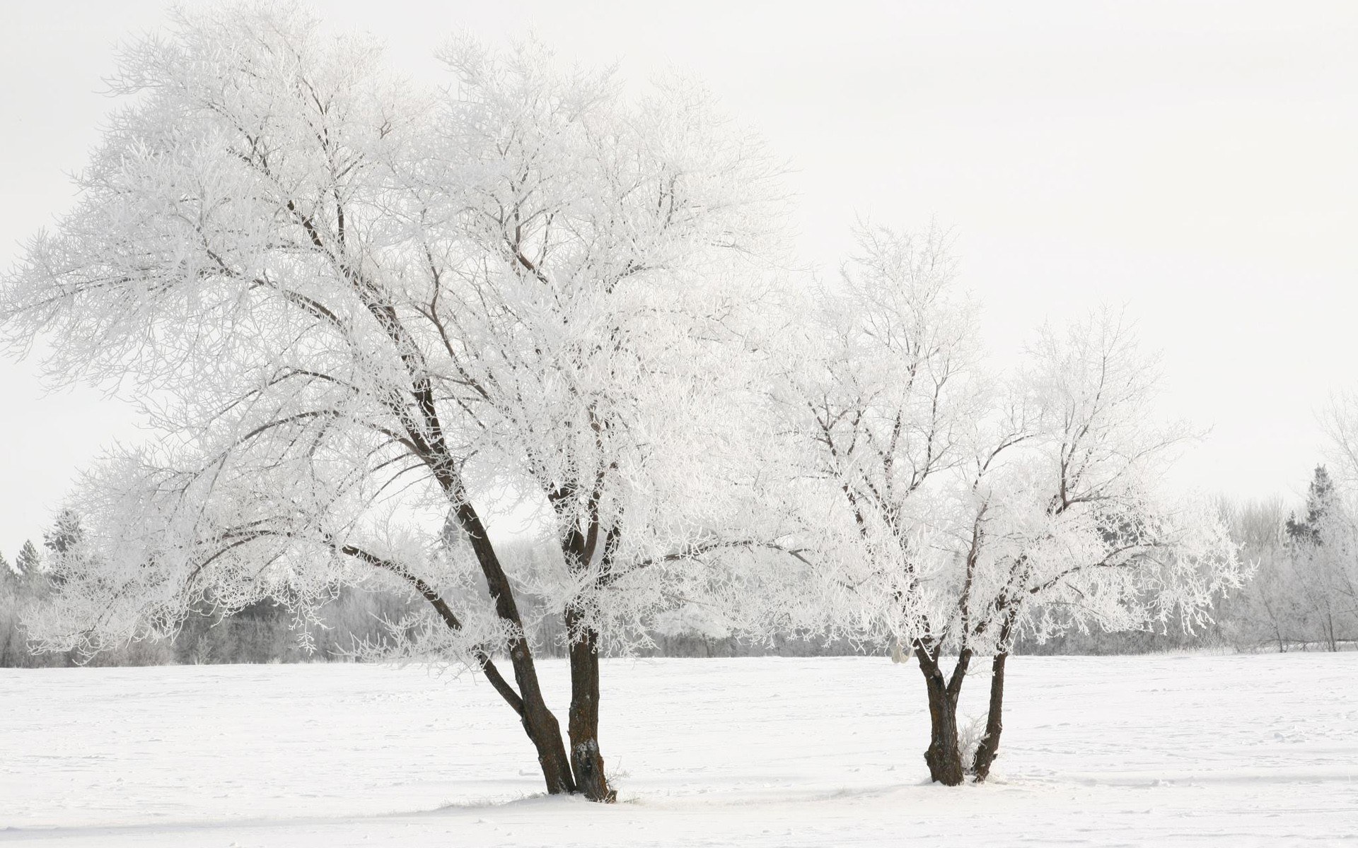 frost-covered trees in winter