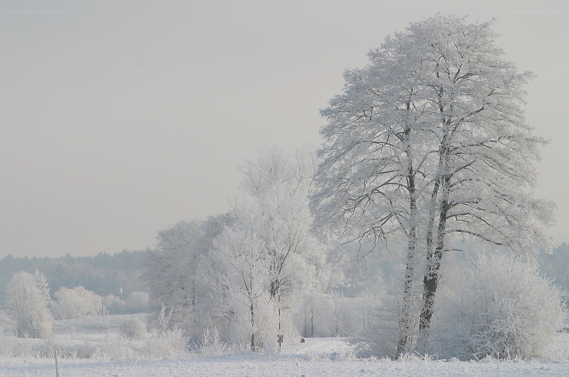 Frost-covered trees in winter